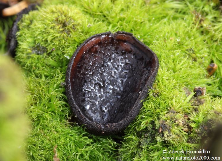 Ušíčko černé, Pseudoplectania nigrella (Houby, Fungi)